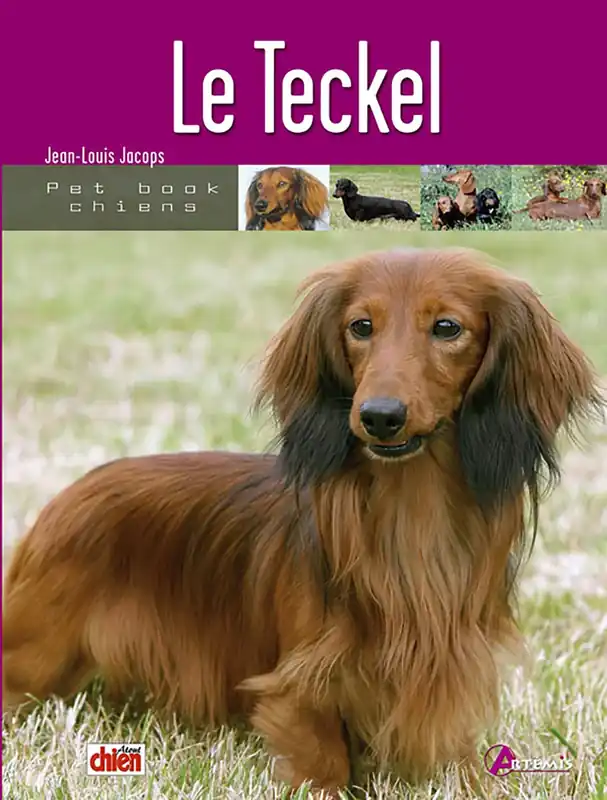 Retour facile | Artémis - Le Teckel