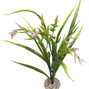 Haute qualité - Labeo - Plante Décorative Tillandsia PM pour Aquarium - Vert/Rose