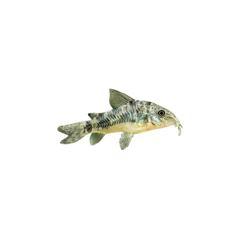 Bien noté | Corydoras Paléeuvus
