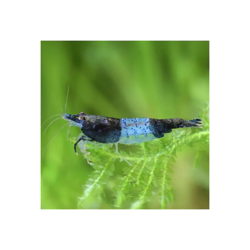 Réduction - Néocariidine davidi rili bleu