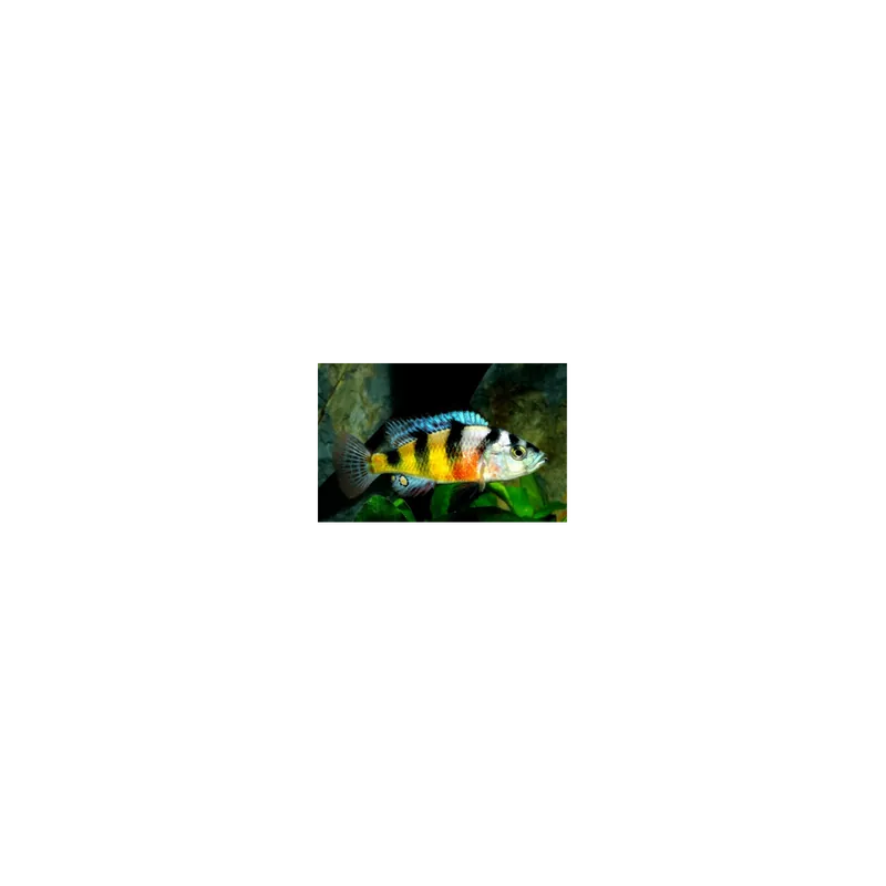 Offre spéciale | Cichlidées d‘obliquidens haplochromis