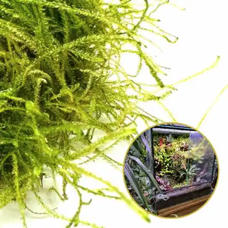 Prix en baisse | Mousse vivante in vitro, mousse naturelle pour terrarium, Taxiphyllum Bogor Moss