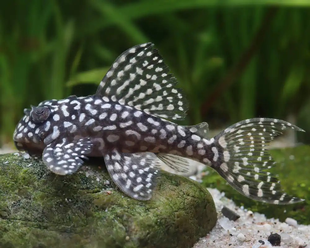 Disponible - L136 - Angélique de Demini - Hypancistrus sp. DNZ 5cm