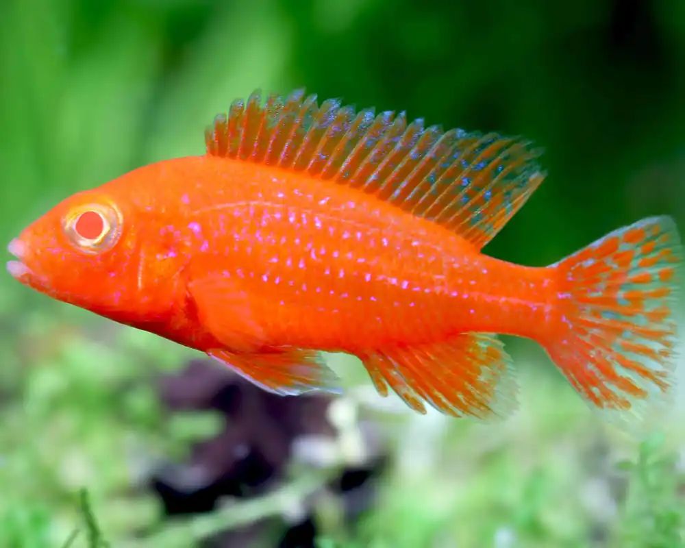 Cichlidé empereur albinos pink peacock - Aulonocara firefish albinos - Retour gratuit