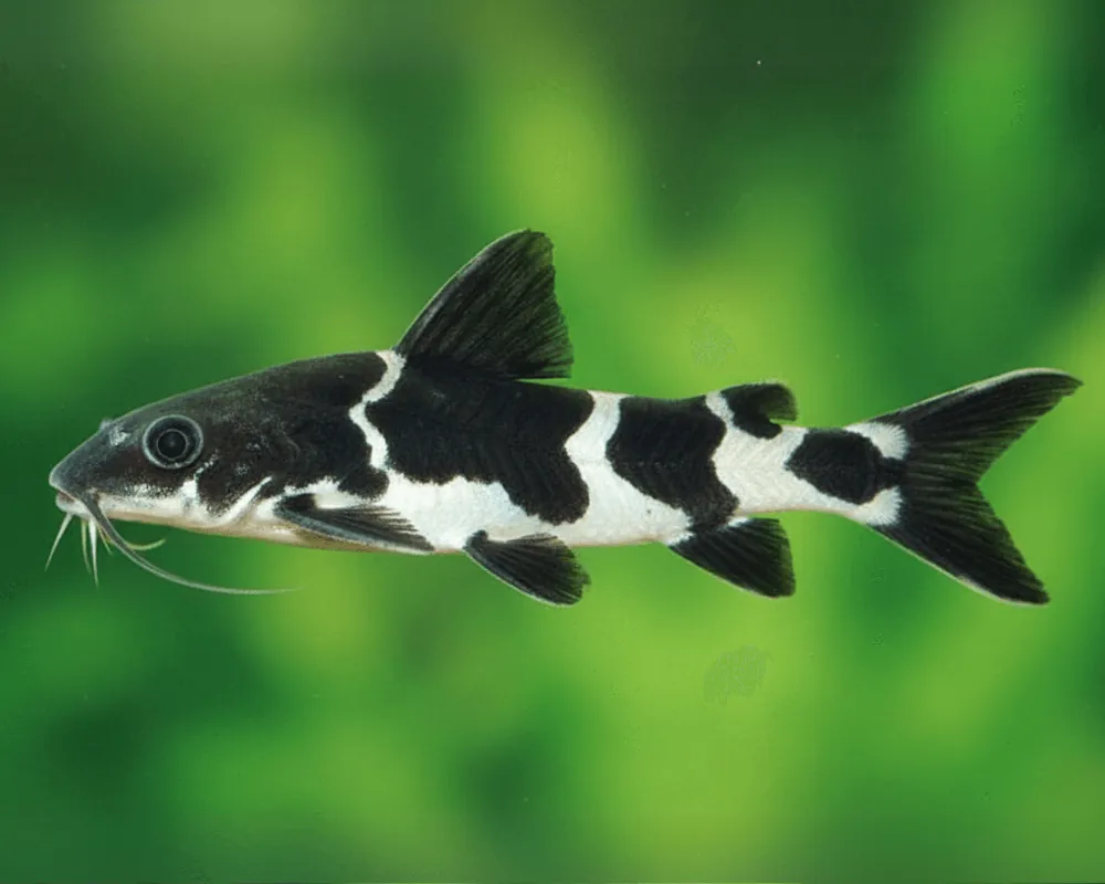 Orca Trugdornwels - Tatia orca - Rarität | Déstockage