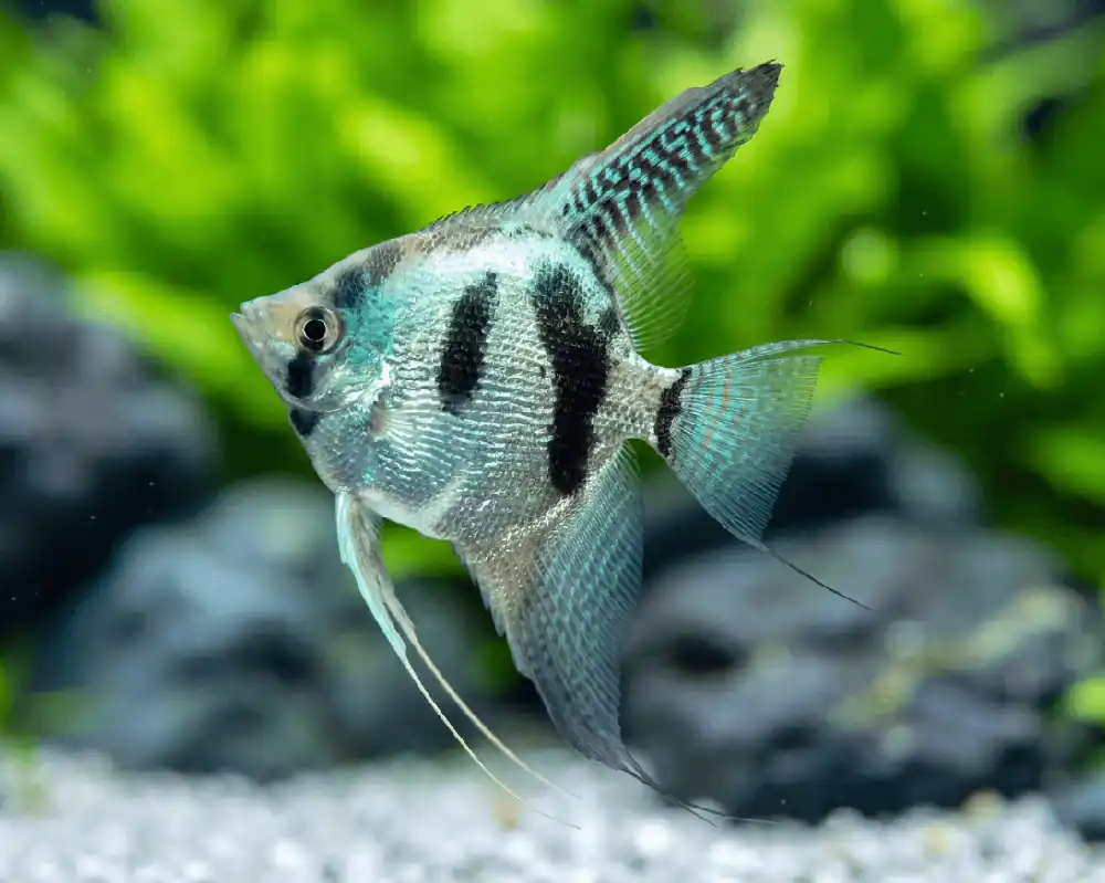 Dernière chance | Skalar blue clown ENZ - Pterophyllum scalare