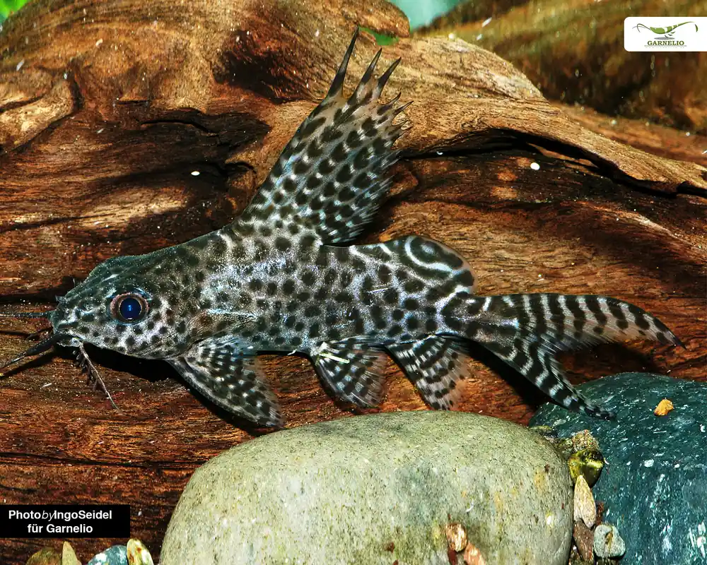Poisson-chat à barbe pennée du Cameroun - Synodontis velifer - 4cm | Promo exceptionnelle