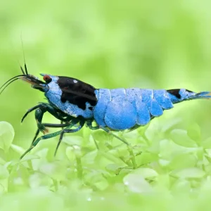 Super Blue Mosura Garnele - Caridina sp. | Prix bas
