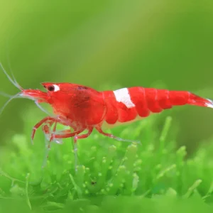 Retour facile | Red King Kong Garnele - Caridina sp.