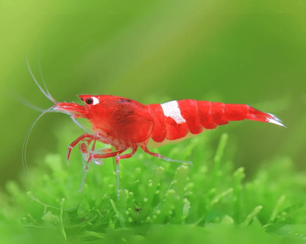 Retour facile | Red King Kong Garnele - Caridina sp.