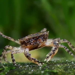 Coup de cœur des clients - Reisfeld Unterwasserkrabbe Canal Crab - Siamthelphusa sp.