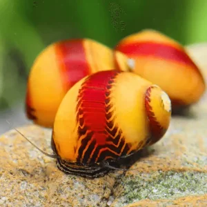 Plus que quelques pièces - Red & Yellow stripe Rennschnecke - Vittina waigiensis