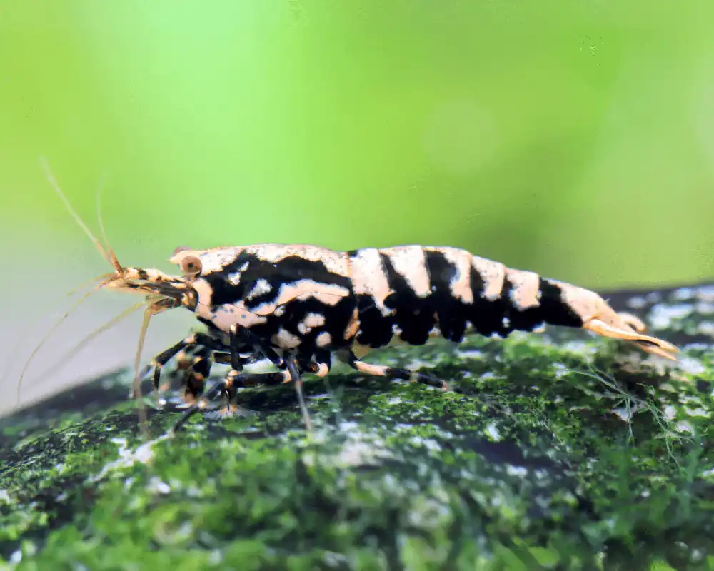 Gold Black Boa Pinto Garnele - Caridina sp. | Bonne affaire