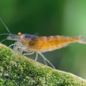 Prêt à expédier | Green Tiger Orange Eye Garnele - Caridina mariae