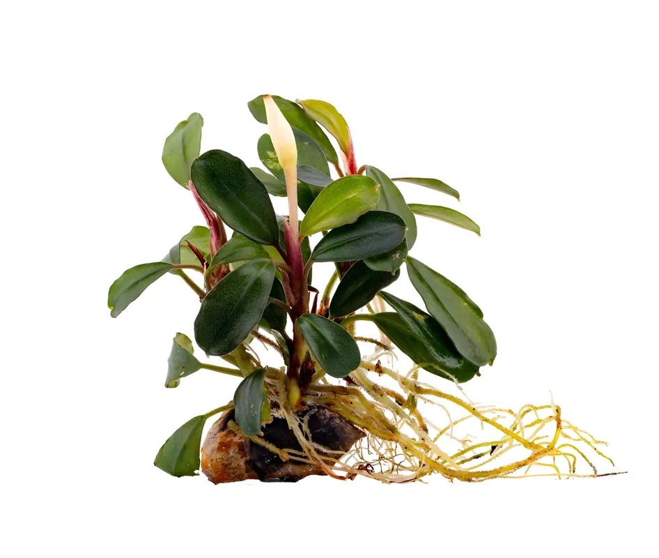 Nouveau produit - Bucephalandra Watermelon - NatureHolic Black Label