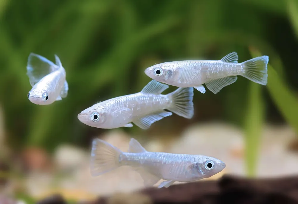Disponible - 10x Medaka MKW - Oryzias latipes