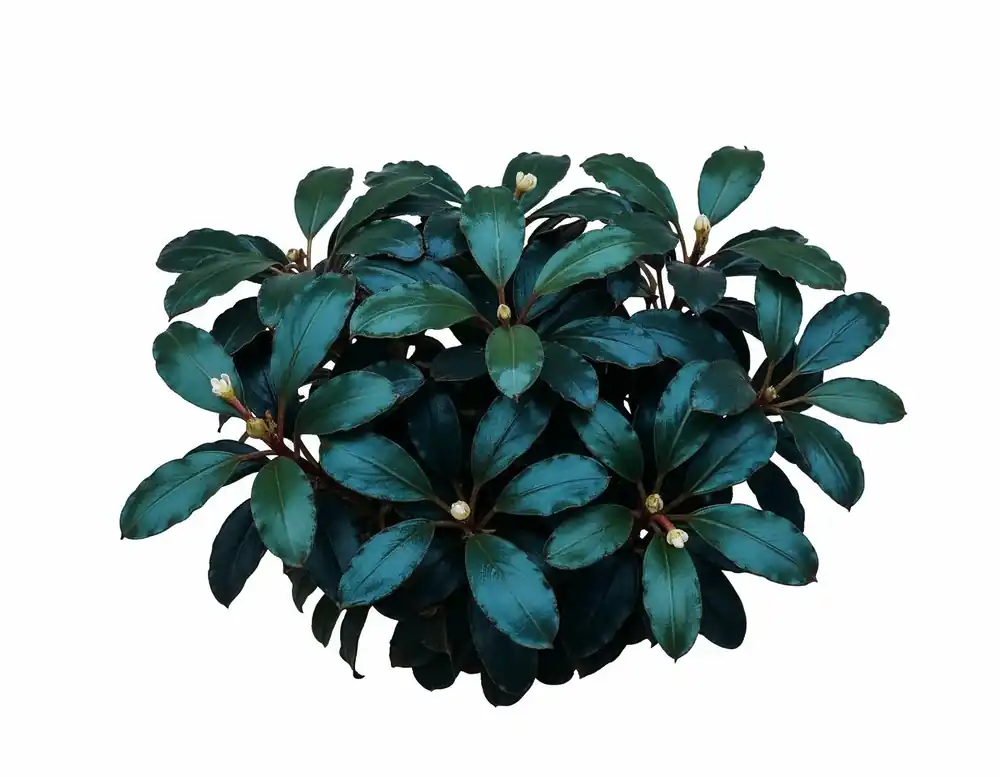 Bucephalandra Midnight Moon - NatureHolic Black Label - Jusqu'à épuisement des stocks