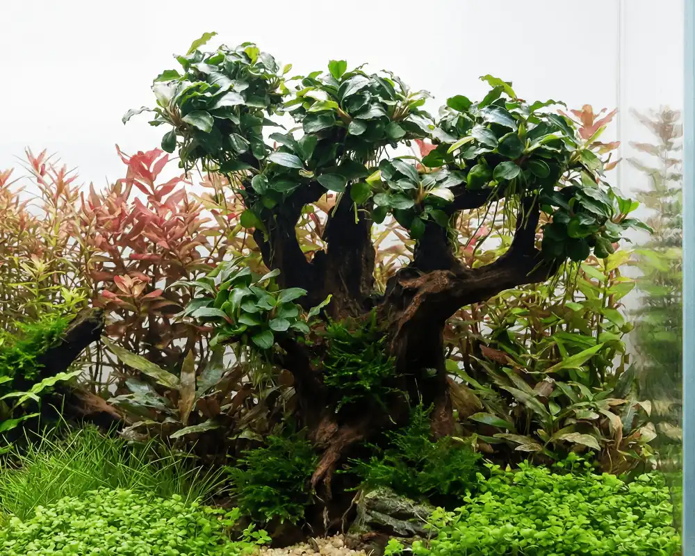 Tout juste arrivé | Bucephalandra Bonsai Baum - XXL - Bepflanzt