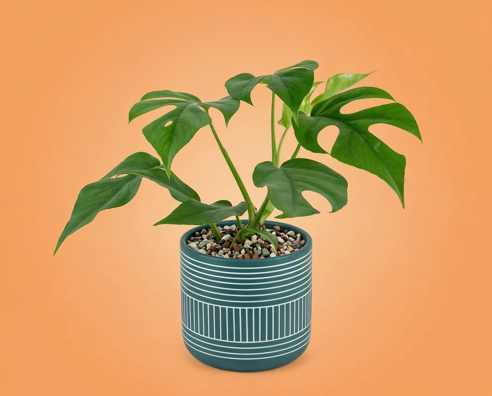 Super offre | Monstera minima - Zwerg-Fensterblatt - ca. 23cm, 12cm Topf