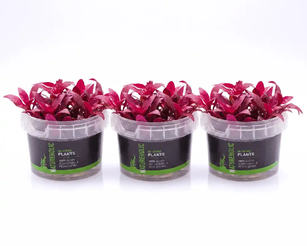 Soldes - 3x rote Aquariumpflanze Alternanthera reineckii Mini - NatureHolic InVitro