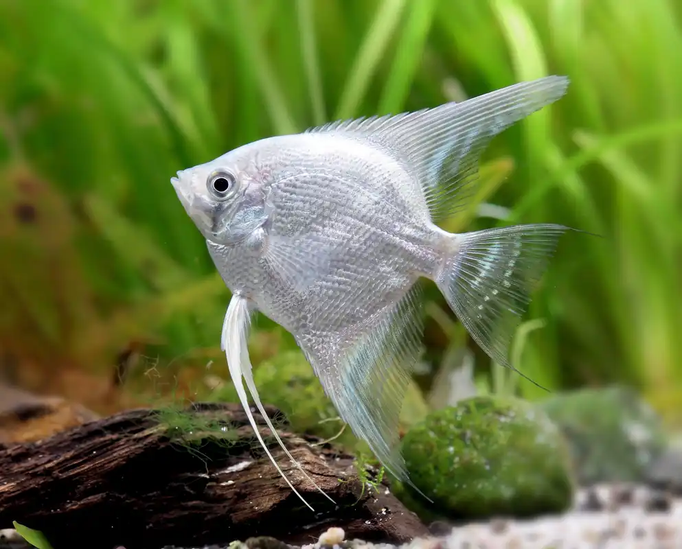 Tout juste disponible - Skalar snow diamond NZ XL - Pterophyllum scalare