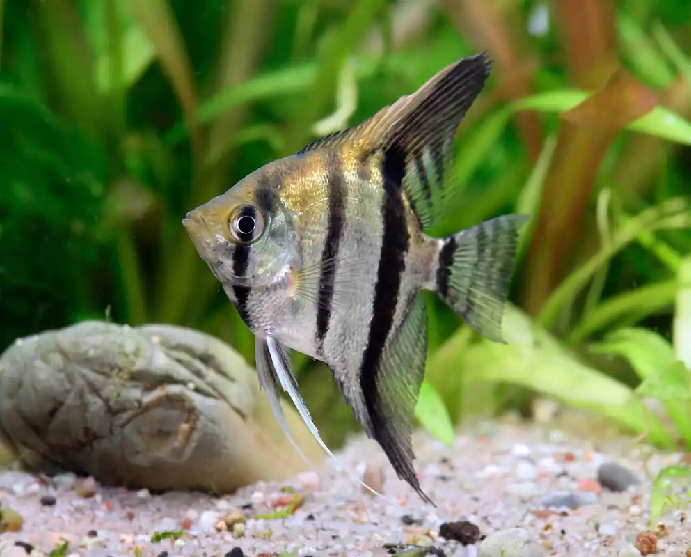 Bon prix - Skalar NZ XL - Pterophyllum scalare