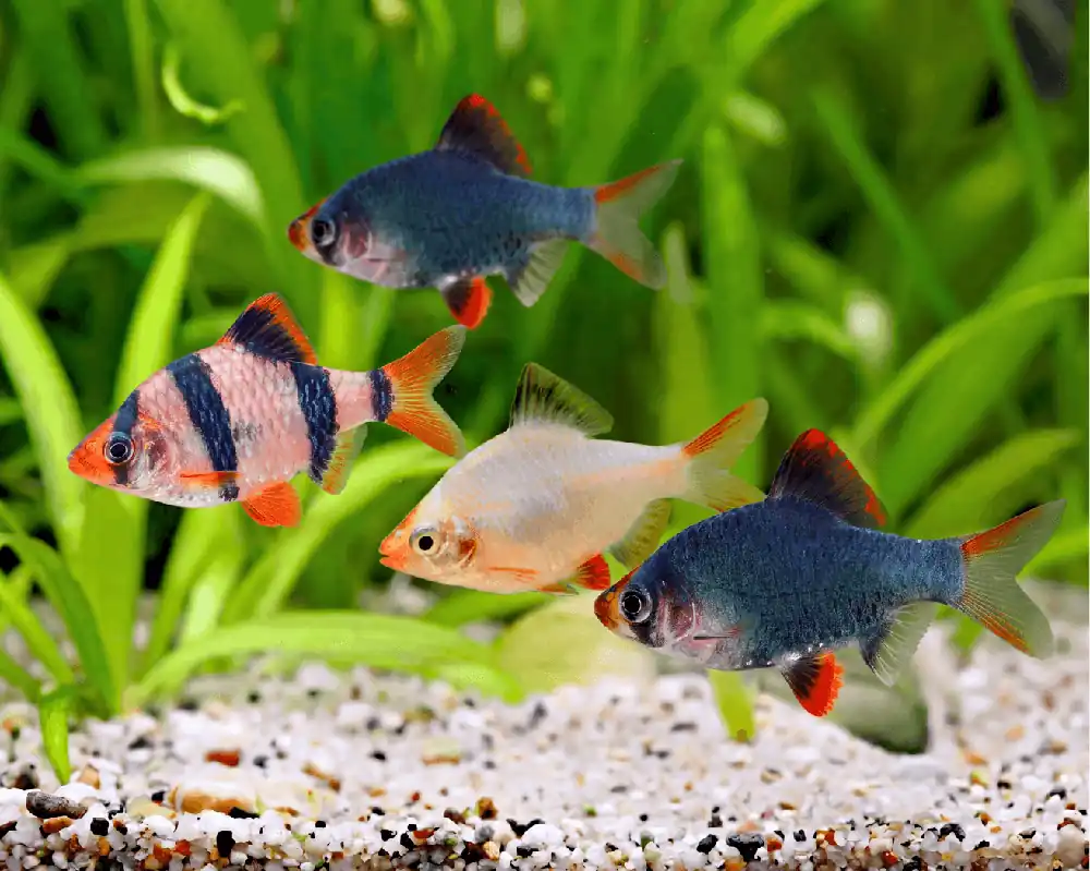 Sumatrabarbe Mix NZ XL - Puntigrus tetrazona | Qualité premium