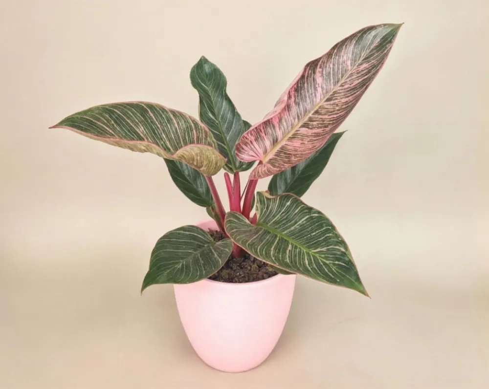 Philodendron Pink Bikini - 15cm, 6cm Topf - Coup de cœur
